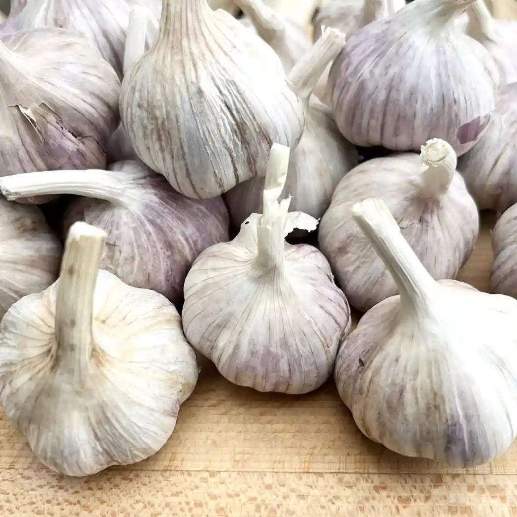 Czosnek Polski „Harnaś”