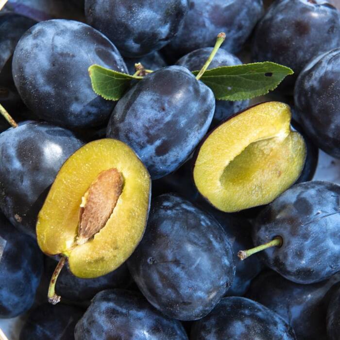 Śliwka Dąbrowiecka