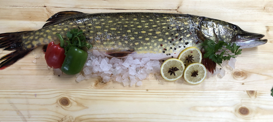 Szczupak Patroszony Świeży