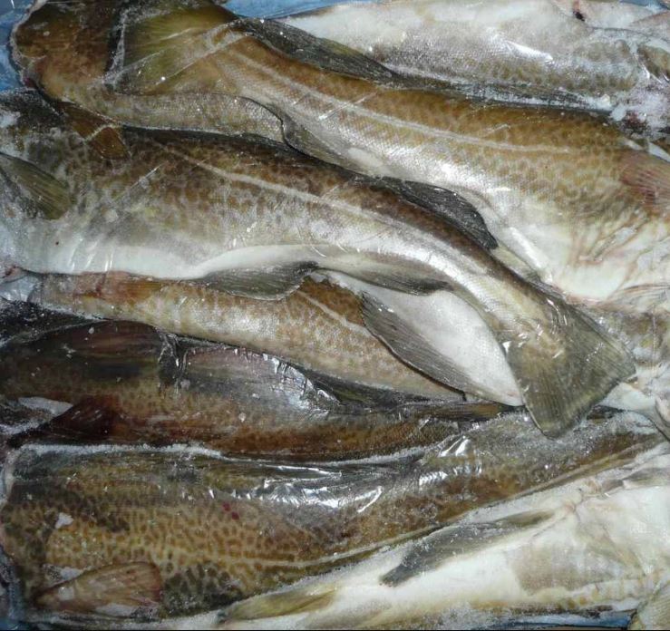 Dorsz gadus mrożony tusza