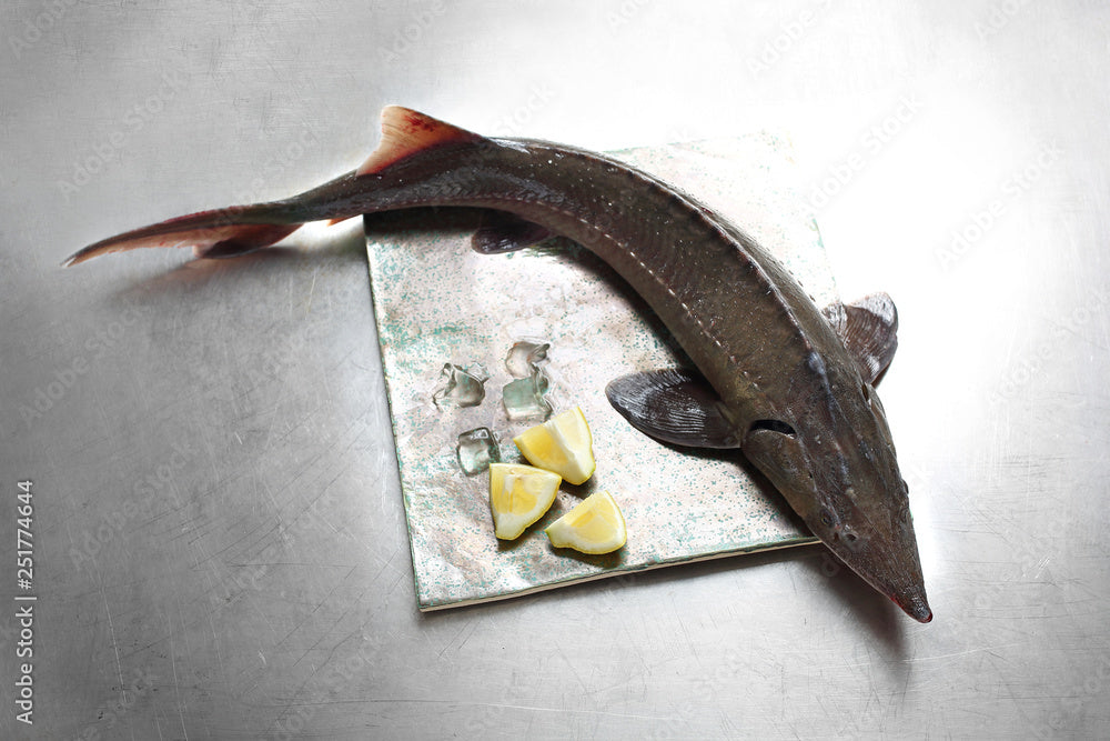 Świeży Jesiotr Patroszony