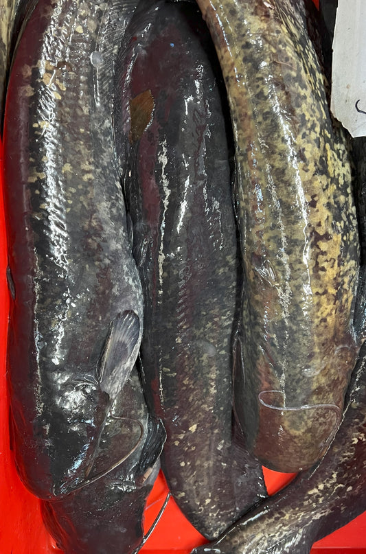 Sum Europejski Patroszony Świeży