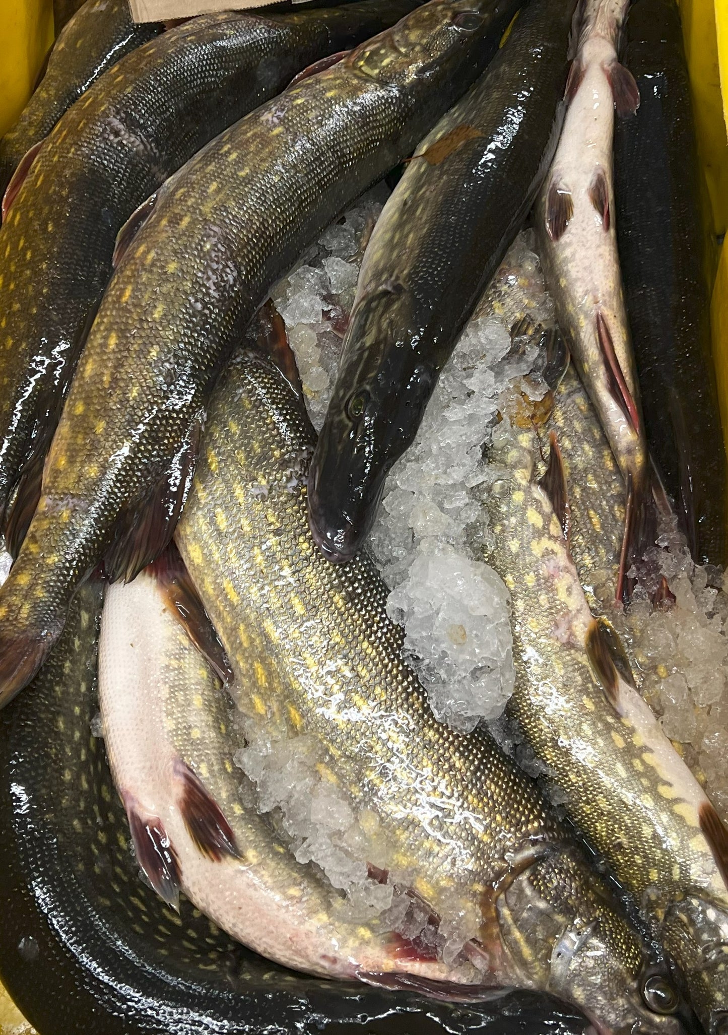 Szczupak Patroszony Świeży