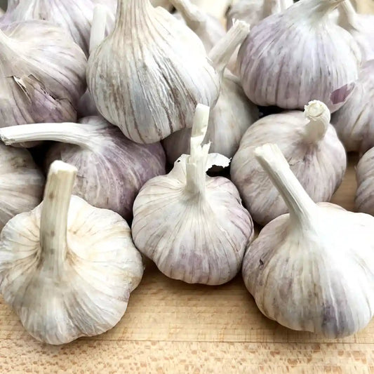 Czosnek Polski „Harnaś”