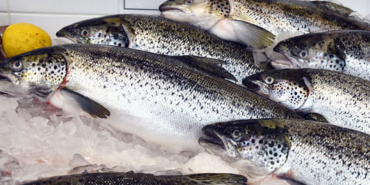 Łosoś Patroszony Świeży