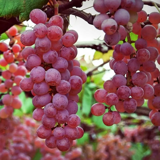 Różowe Winogrona
