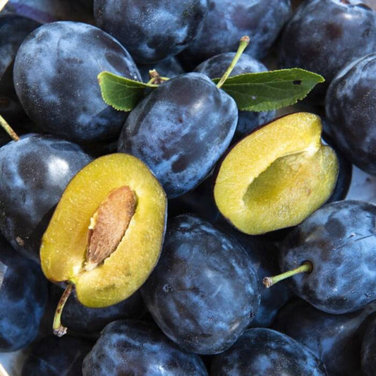 Śliwka Dąbrowiecka