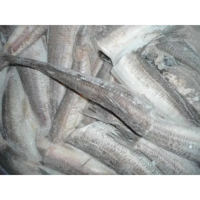 Srebrzyk tusza bez głowy