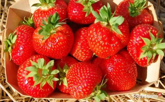 Truskawka “Rumba” Polska