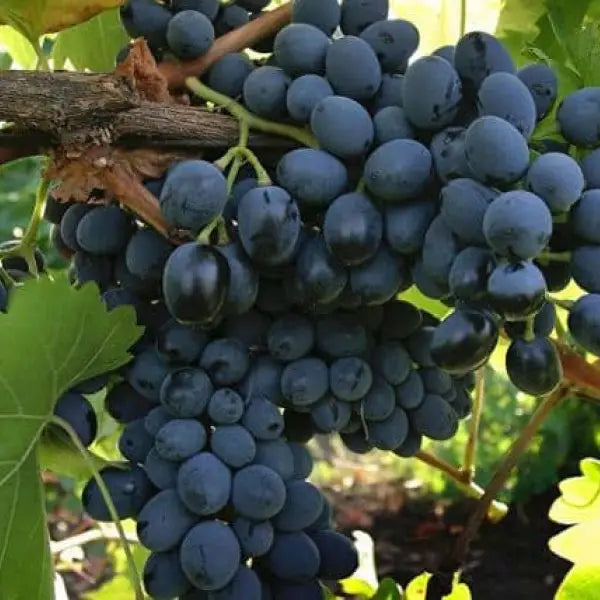Winogrona Mołdawskie