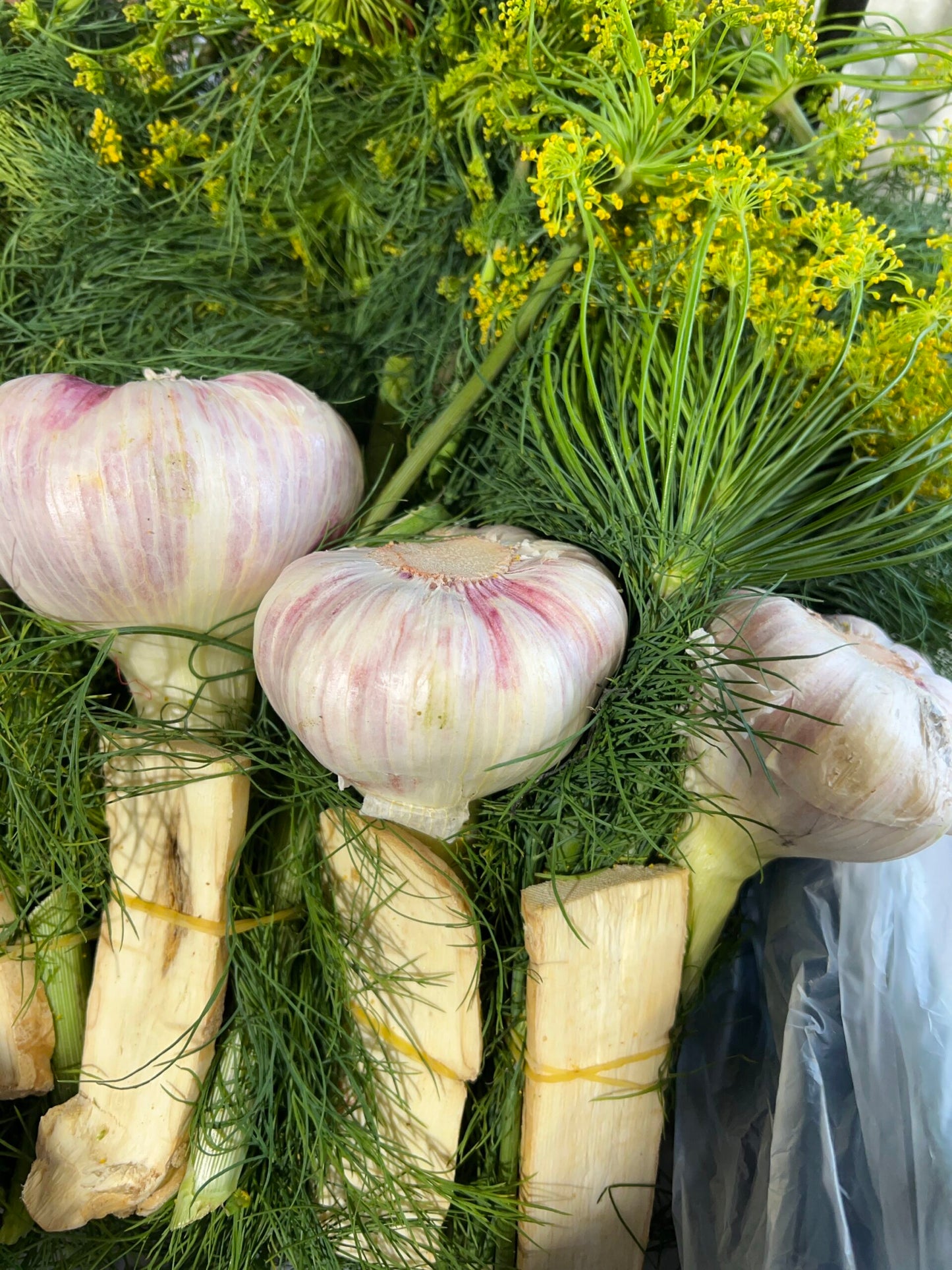 Koper zaprawy ogórków