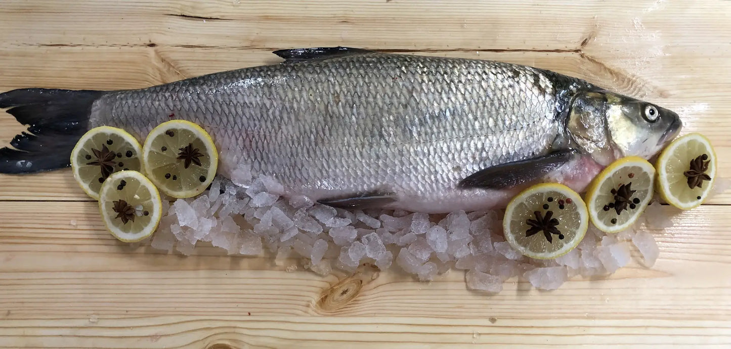 Boleń świeży wypatroszony z głową