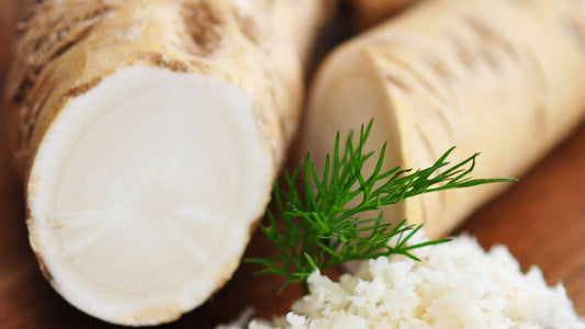 Korzeń Chrzanu „Staropolska”