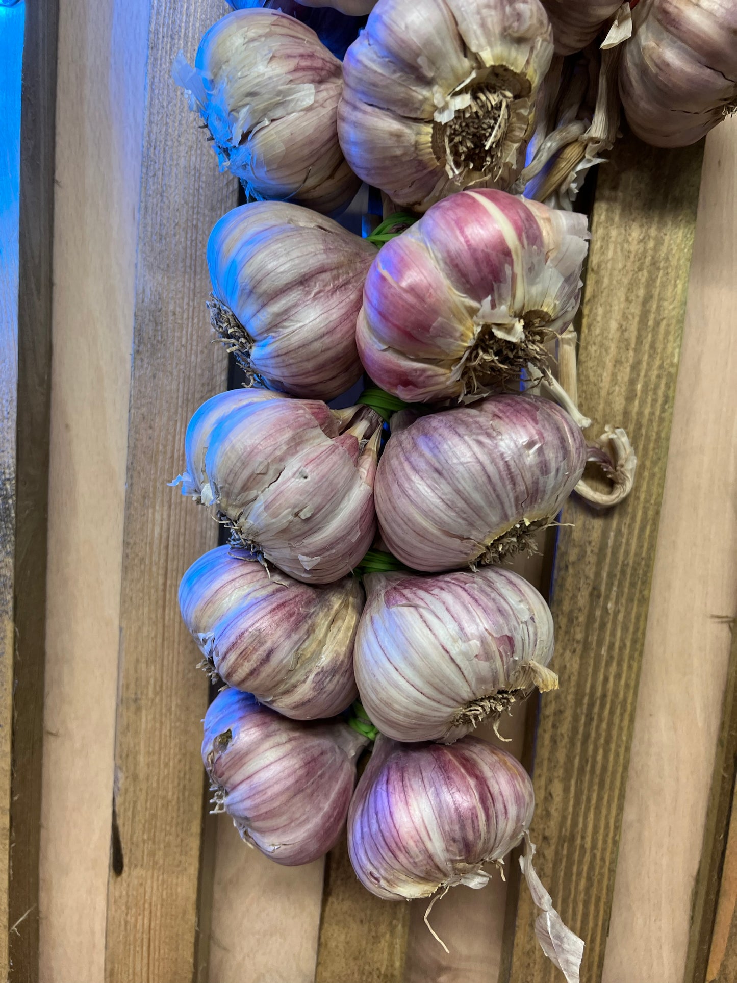 Czosnek Polski „Harnaś”