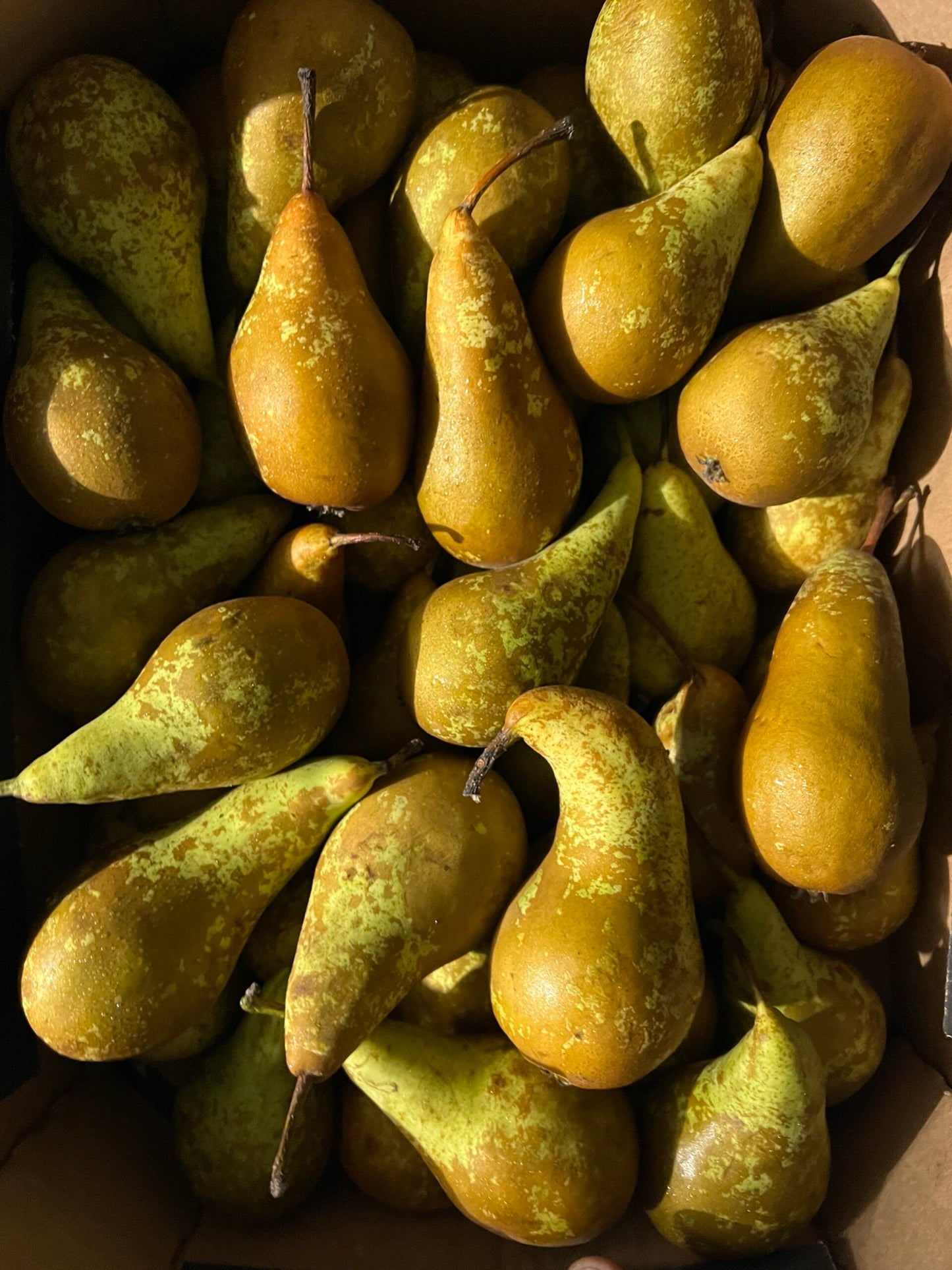 Gruszka Konferencja Promocja