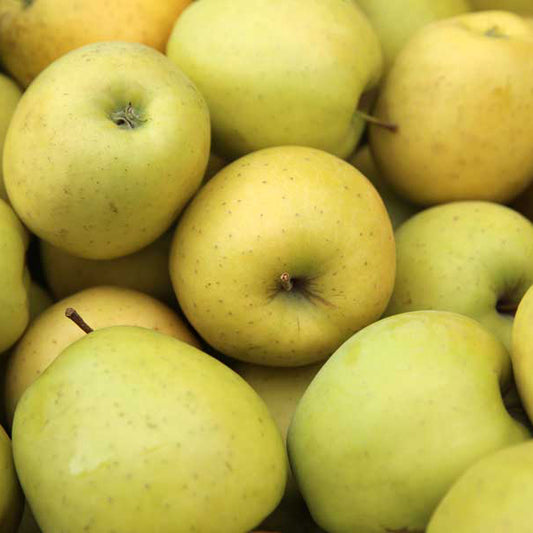 Jabłka Golden Delicious