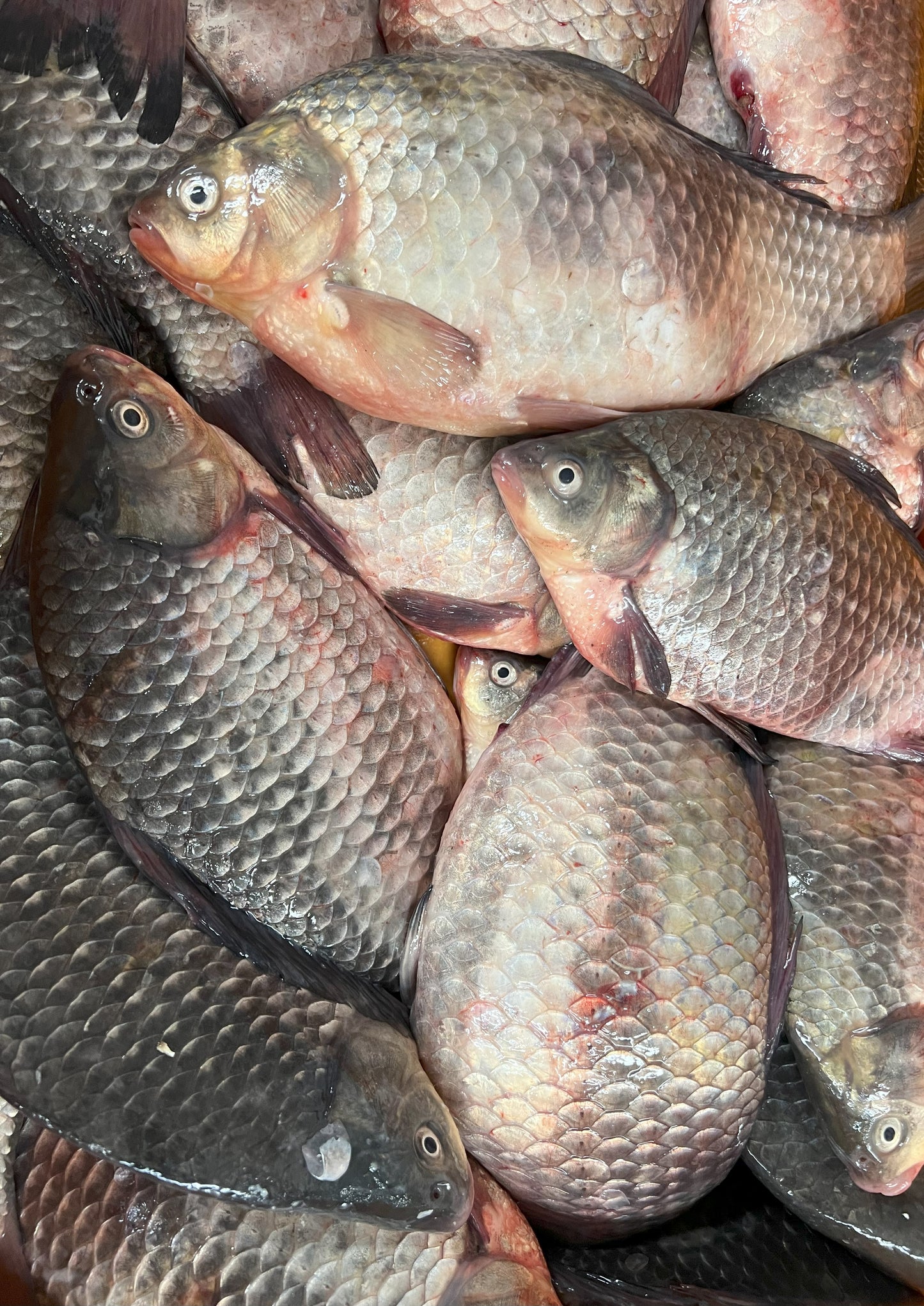 Karaś Patroszony Świeży