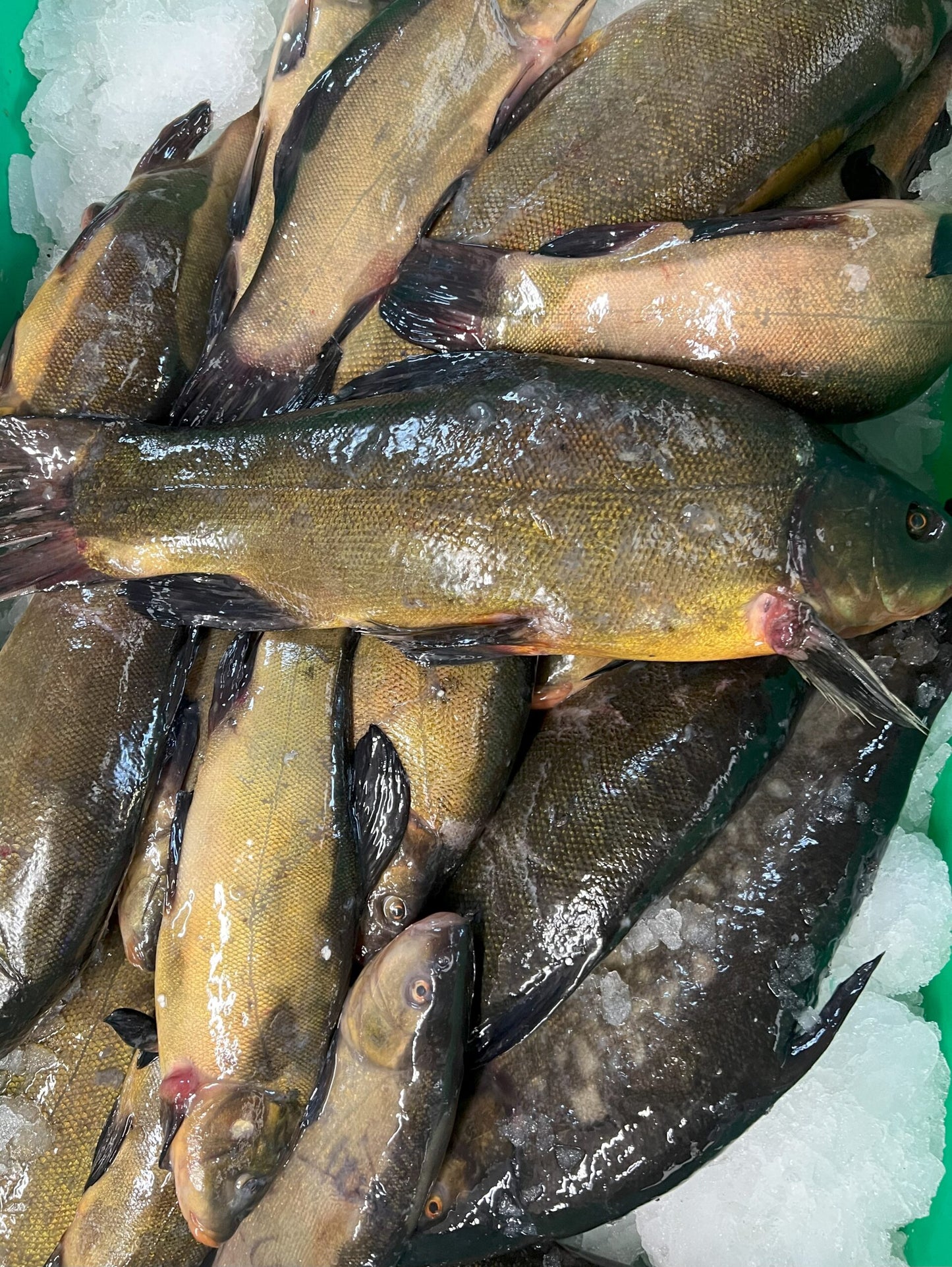 Lin Patroszony Świeży