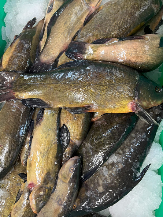 Lin Patroszony Świeży