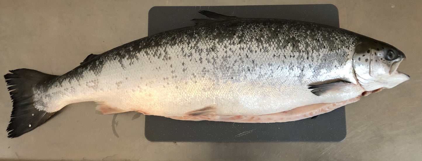 Łosoś Patroszony Świeży