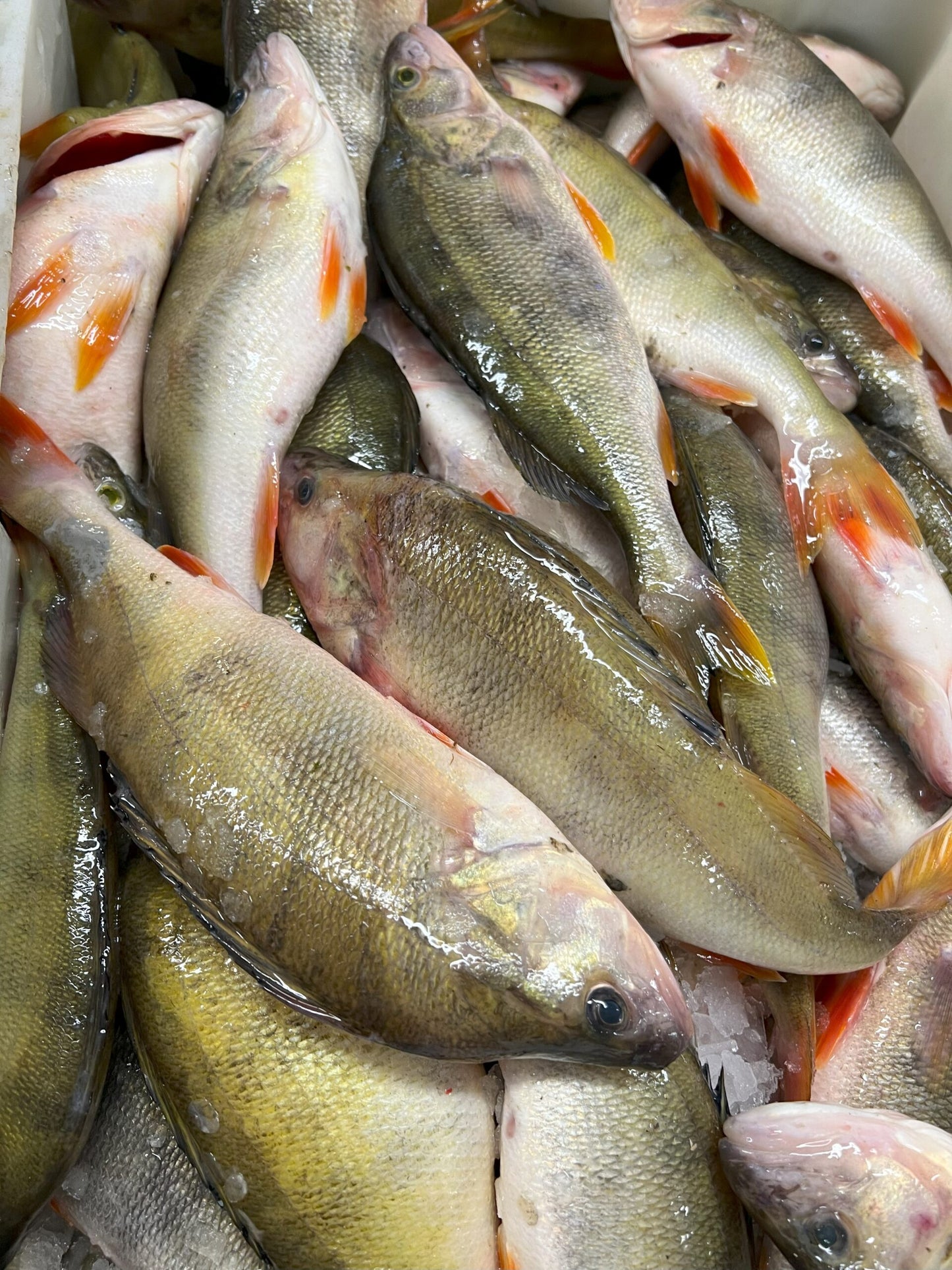 Okoń Europejski Świeży