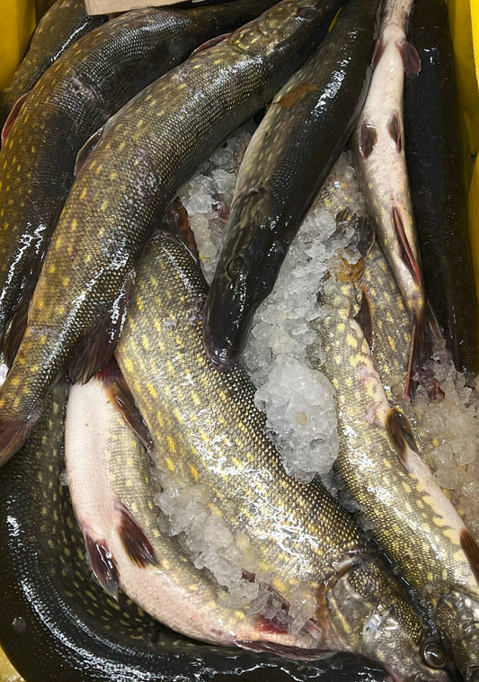 Szczupak Patroszony Świeży