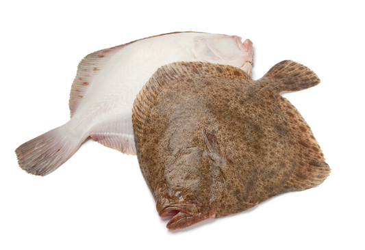 Turbot